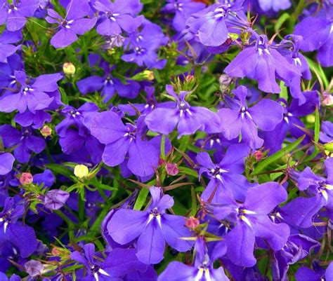 is lobelia poisonous.